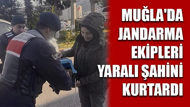 Muğla'da jandarma ekipleri yaralı şahini kurtardı
