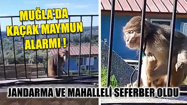 Muğla'da kaçak maymun alarmı jandarma ve mahalleli seferber oldu