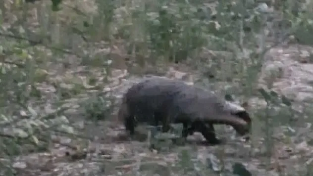 Kırmızı listedeki porsuk görüntülendi