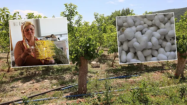 Muğla'da kozalar ekonomik gelire dönüşüyor