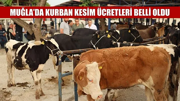 Muğla'da kurban kesim ücretleri belli oldu