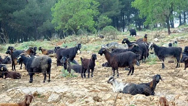 Muğla'da kurbanlık satışında hareketlilik başladı