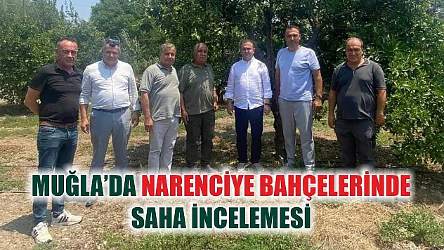 Muğla'da Narenciye Bahçelerinde Saha İncelemesi