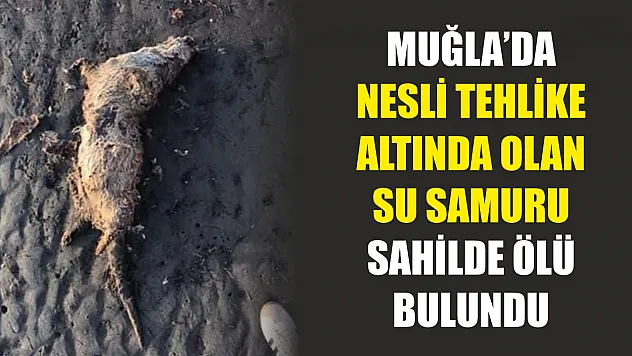 Muğla'da nesli tehlike altında olan su samuru sahilde ölü bulundu