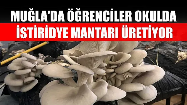 Muğla'da öğrenciler okulda istiridye mantarı üretiyor