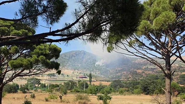 Muğla'da orman yangını