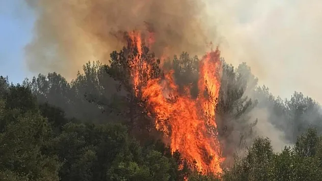 Muğla'da orman yangını