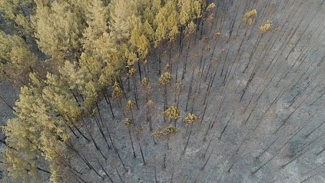 Muğla'da ormanlar alev alev yandı, tahribat gün aydınlanınca ortaya çıktı