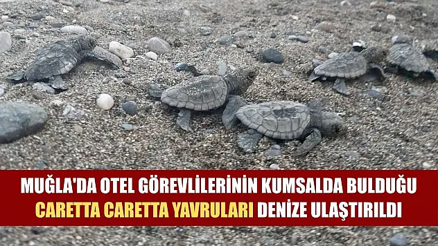 Muğla'da otel görevlilerinin kumsalda bulduğu caretta caretta yavruları denize ulaştırıldı