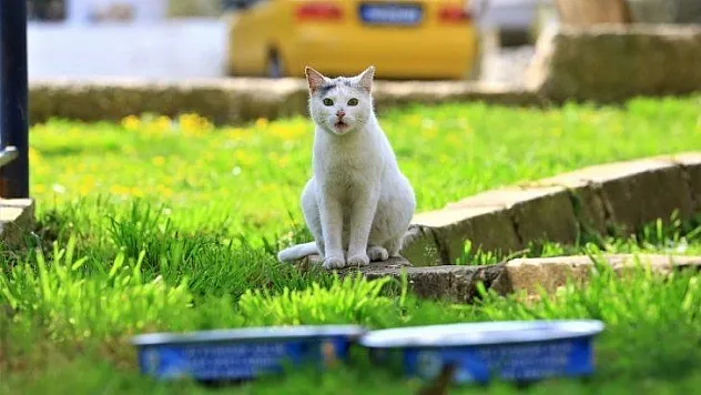 Muğla'da pandemi sürecinde 2 Bin 966 hayvan  tedavi edildi