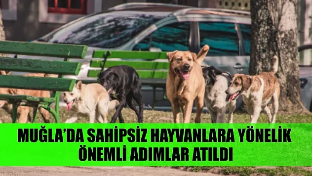 Muğla'da sahipsiz hayvanlara yönelik önemli adımlar atıldı