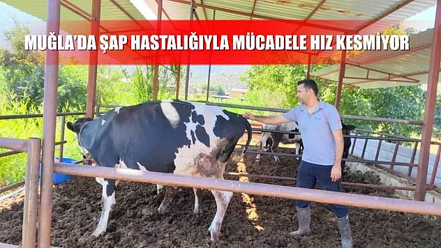 Muğla'da şap hastalığıyla mücadele hız kesmiyor