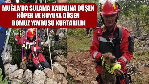 Muğla'da sulama kanalına düşen köpek ve kuyuya düşen domuz yavrusu kurtarıldı