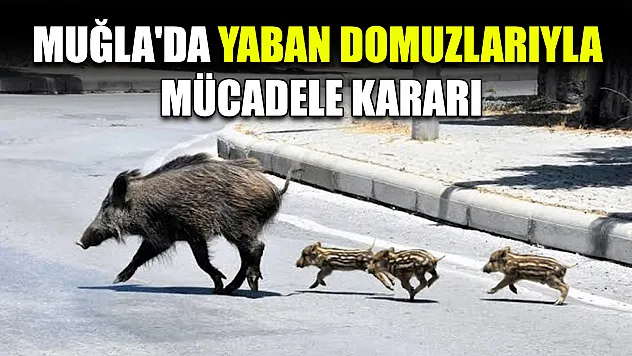 Muğla'da yaban domuzlarıyla mücadele kararı