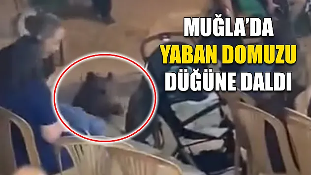 Muğla'da Yaban domuzu düğüne daldı