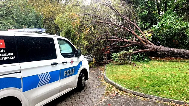 Muğla'da yağış nedeniyle çam ağacı otomobilin üzerine devrildi
