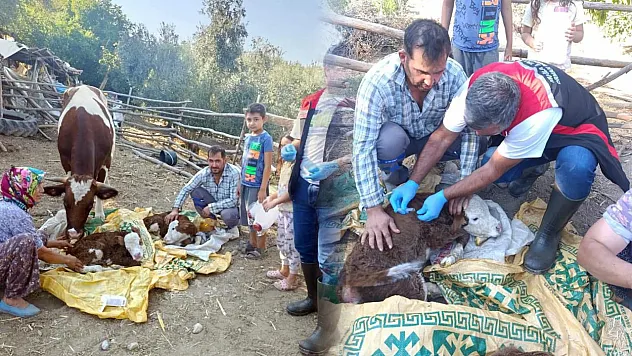 Muğla'da yeni doğan buzağılar için seferberlik
