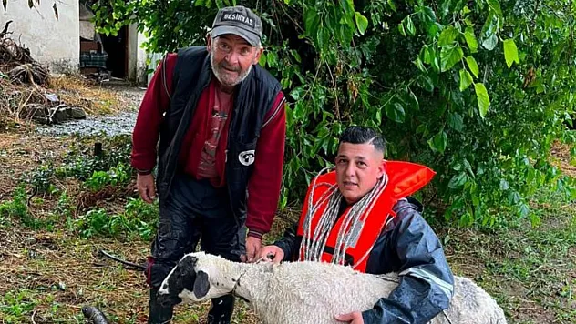 Muğla'da yoğun yağış nedeniyle suda mahsur kalan koyun kurtarıldı