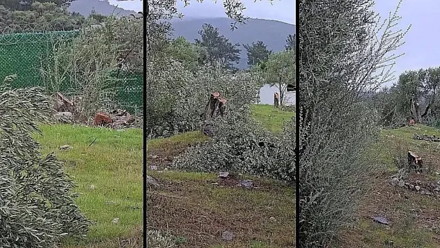 Muğla'da 'zeytin kesim' tartışmasına, valilik soruşturma başlattı