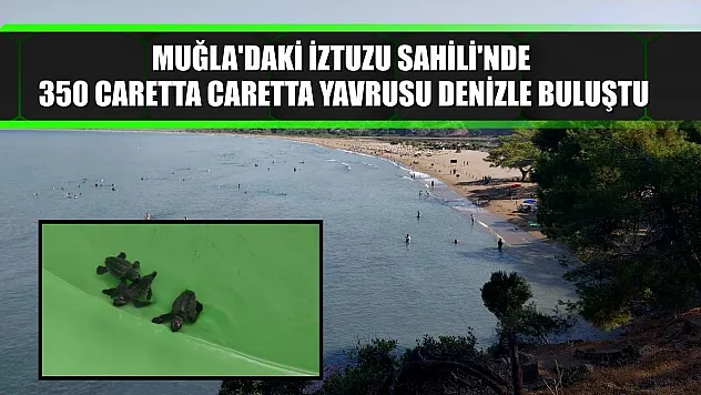 Muğla'daki İztuzu Sahili'nde 350 caretta caretta yavrusu denizle buluştu