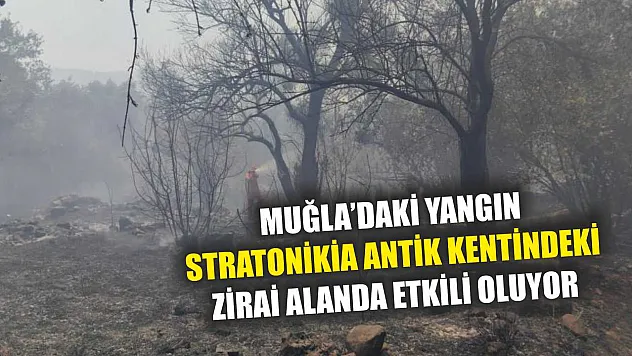 Muğla'daki yangın Stratonikia Antik kentindeki zirai alanda etkili oluyor