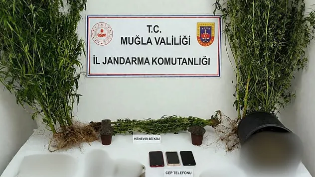 Muğla Jandarmasından uyuşturucu tacirlerine operasyon: 33 tutuklama