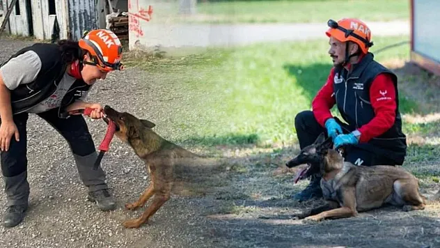 Muğla'nın arama kurtarma köpekleri Tayga ve Foxy görev yeterlilik sınavını geçti