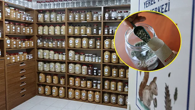 Muğla'nın Ata Tohumları Ülke Toprakları ile Buluşmaya Devam Ediyor