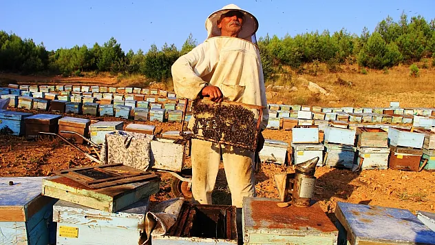 Muğla'nın Çam Balı Küresel Pazarda Üst Sıraları Hedefliyor