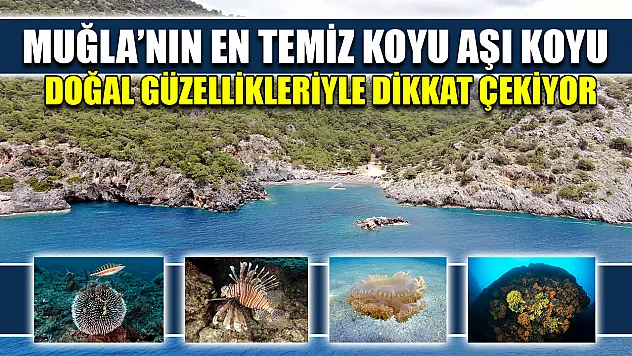 Muğla'nın en temiz koyu Aşı Koyu doğal güzellikleriyle dikkat çekiyor