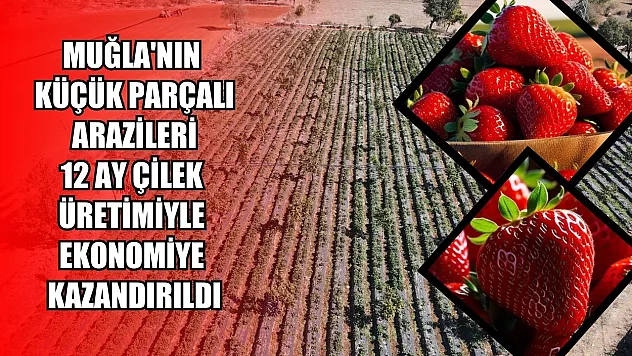 Muğla'nın küçük parçalı arazileri 12 ay çilek üretimiyle ekonomiye kazandırıldı