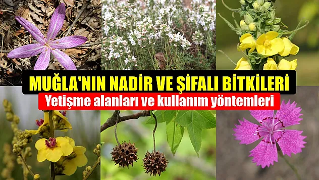 Muğla'nın Nadir ve Şifalı Bitkileri Yetişme Alanları ve Kullanım Yöntemleri
