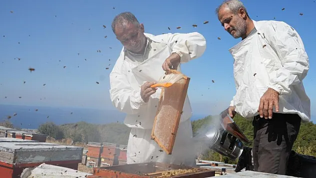 Muğla ve Ege Ormanlarında Çam Balı Sağımı Heyecanı
