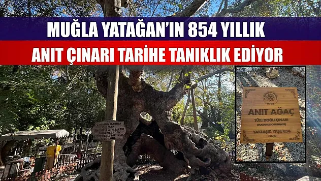 Muğla Yatağan'ın 854 Yıllık Anıt Çınarı Tarihe Tanıklık Ediyor