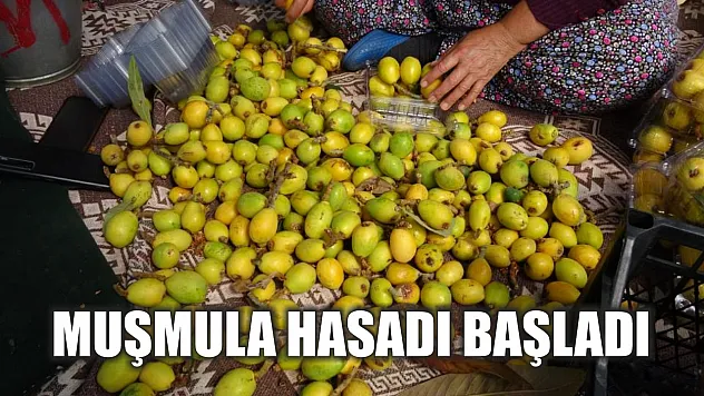 Muşmula hasadı başladı