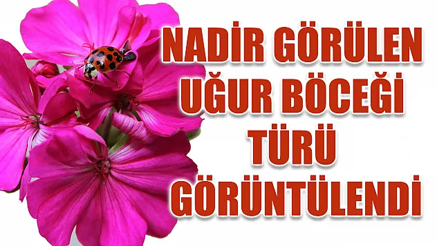 Nadir görülen uğur böceği türü görüntülendi