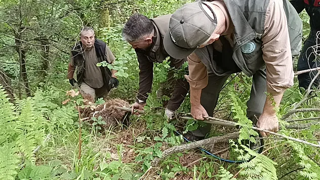 Nefes Kesen Ayı Kurtarma Operasyonu