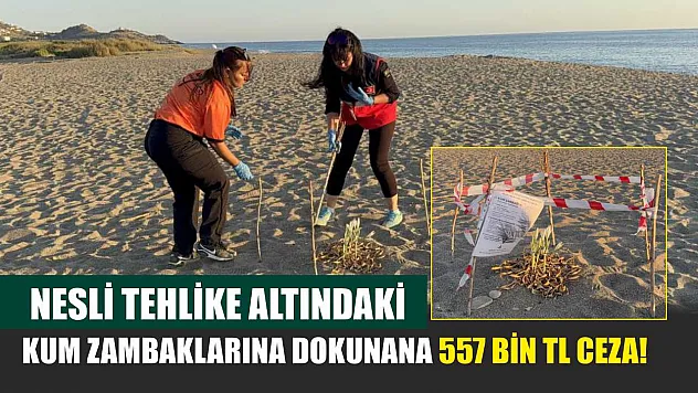 Nesli Tehlike Altındaki Kum Zambaklarına Dokunana 557 Bin TL Ceza!
