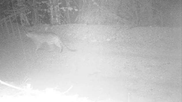 Nesli Tükendiği Düşünülen Anadolu Parsı 18 İlde Aranacak