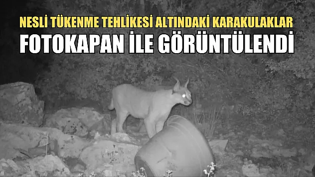 Nesli tükenme tehlikesi altındaki karakulaklar fotokapan ile görüntülendi