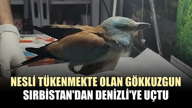 Nesli tükenmekte olan gökkuzgun Sırbistan'dan Denizli'ye uçtu