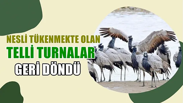 Nesli tükenmekte olan telli turnalar geri döndü