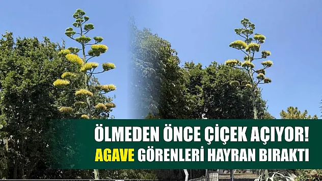 Ölmeden Önce Çiçek Açıyor! Agave Görenleri Hayran Bıraktı