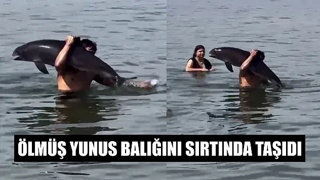 Ölmüş yunus balığını sırtında taşıdı