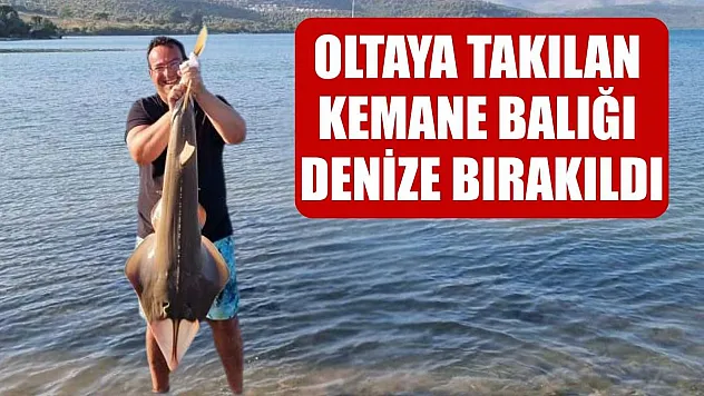 Oltaya takılan kemane balığı denize bırakıldı