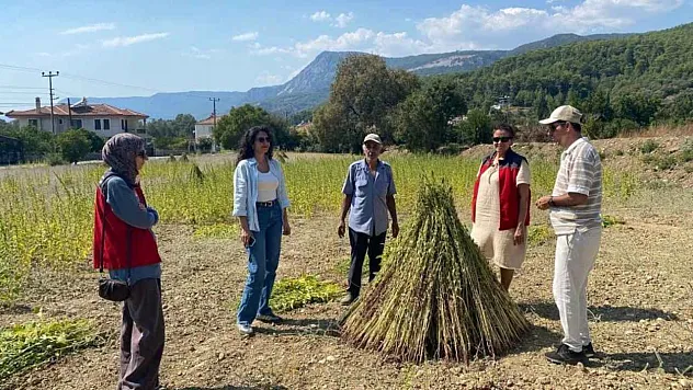 Organik susam üretiminde Muğla'da saha denetimi başladı