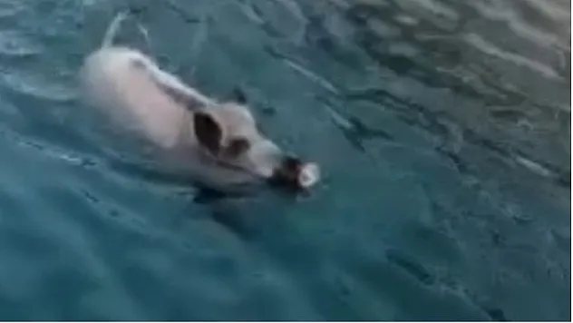 Orman Yangınından Kaçan Domuz Yüzerek Limana Geldi