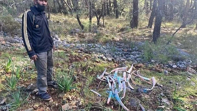 Ormanlık alanda zehirli kemikler bulundu