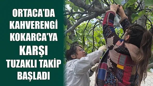 Ortaca'da Kahverengi Kokarca'ya karşı tuzaklı takip başladı