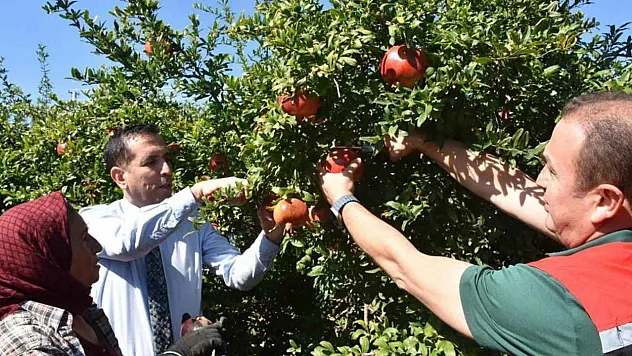 Ortaca'da Nar hasadı